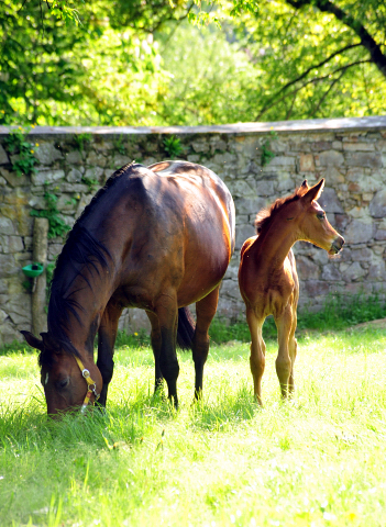 Schwalbe's Beauty von High Motion - Foto Beate Langels - Trakehner Gestt Hmelschenburg