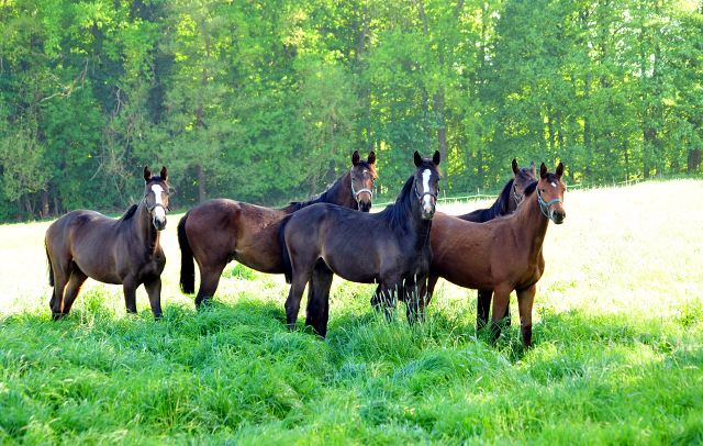 Der Mai ist gekommen - Foto Beate Langels - Trakehner Gestt Hmelschenburg