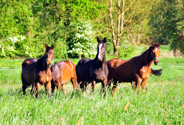 Der Mai ist gekommen - Foto Beate Langels - Trakehner Gestt Hmelschenburg