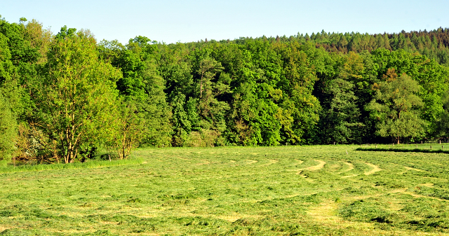 Der Mai ist gekommen - Foto Beate Langels - Trakehner Gestt Hmelschenburg