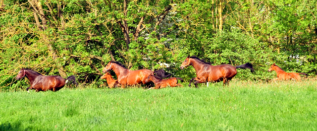 Die Stuten und Fohlen - Foto Beate Langels - Trakehner Gestt Hmelschenburg