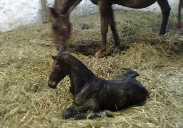 Gerade geboren: Trakehner Hengstfohlen von Saint Cyr u.d. Pr.u.StPrSt. Lizzy P v. Napoleon Quatre