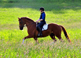 Impressionen vom Mai 2020 - Trakehner Gestt Hmelschenburg 2020 - Foto: Beate Langels