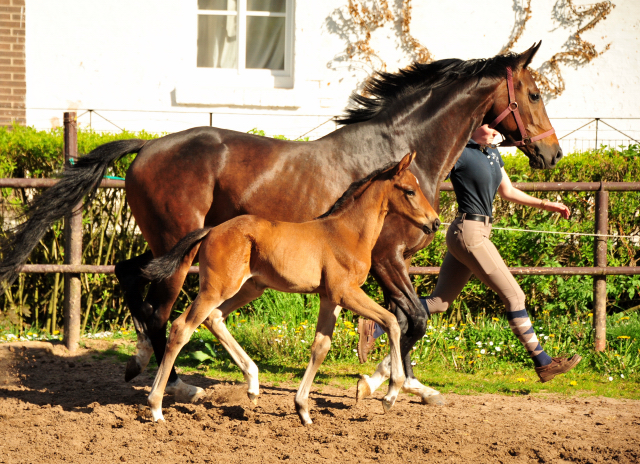  - 9. Mai 2021 - Foto: Beate Langels - 
Trakehner Gestt Hmelschenburg