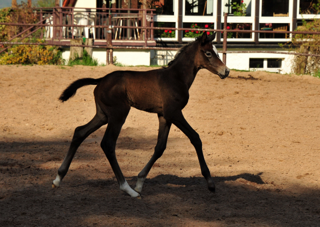 Trakehner Flly by. Saint Cyr out of Pr.A. TeaCup by Exclusiv- Foto: Beate Langels - Trakehner Gestt Hmelschenburg