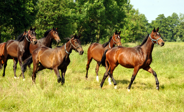 Hengstfohlen v. Summertime u.d. Klassic v. Freudenfest u.d. Kassuben v. Enrico Caruso