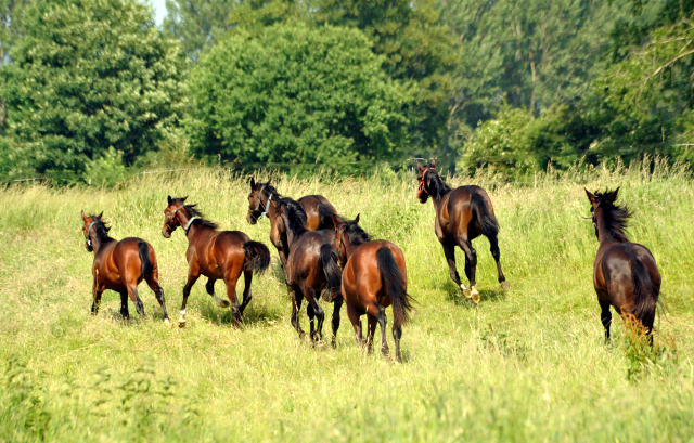 Ein- u. zweijährige Hengste im Gestüt Hämelschenburg - Foto: Beate Langels -
Trakehner Gestüt Hämelschenburg