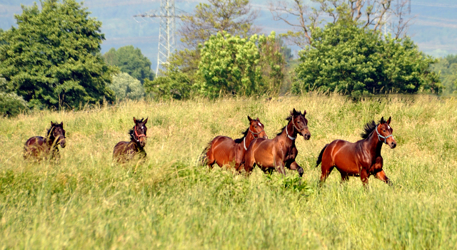 Hengstfohlen v. Summertime u.d. Klassic v. Freudenfest u.d. Kassuben v. Enrico Caruso