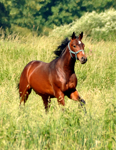 Hengstfohlen v. Summertime u.d. Klassic v. Freudenfest u.d. Kassuben v. Enrico Caruso