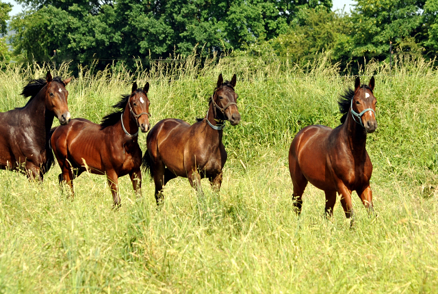 Ein- u. zweijährige Hengste im Gestüt Hämelschenburg - Foto: Beate Langels -
Trakehner Gestüt Hämelschenburg