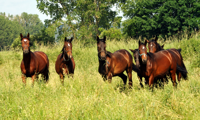 Ein- u. zweijährige Hengste im Gestüt Hämelschenburg - Foto: Beate Langels -
Trakehner Gestüt Hämelschenburg