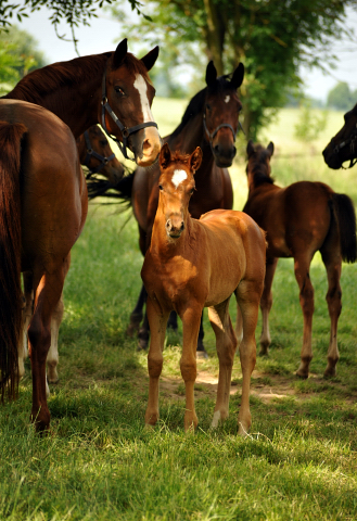 Stuten und Fohlen im Gestüt Hämelschenburg - Foto: Beate Langels -
Trakehner Gestüt Hämelschenburg