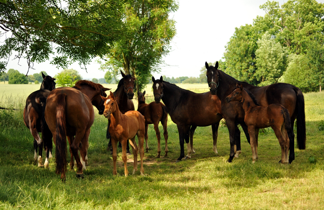 Stuten und Fohlen im Gestüt Hämelschenburg - Foto: Beate Langels -
Trakehner Gestüt Hämelschenburg