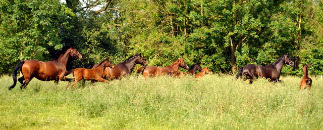 Stuten und Fohlen im Gestüt Hämelschenburg - Foto: Beate Langels -
Trakehner Gestüt Hämelschenburg