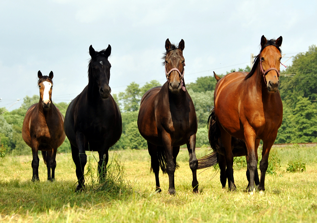Stuten in den Emmerauen im Gestüt Hämelschenburg - Foto: Beate Langels -
Trakehner Gestüt Hämelschenburg