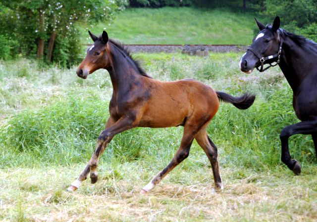 Hengstfohlen von Oliver Twist u.d. Thirica - Gestt Hmelschenburg - Foto: Beate Langels -  
Trakehner Gestt Hmelschenburg