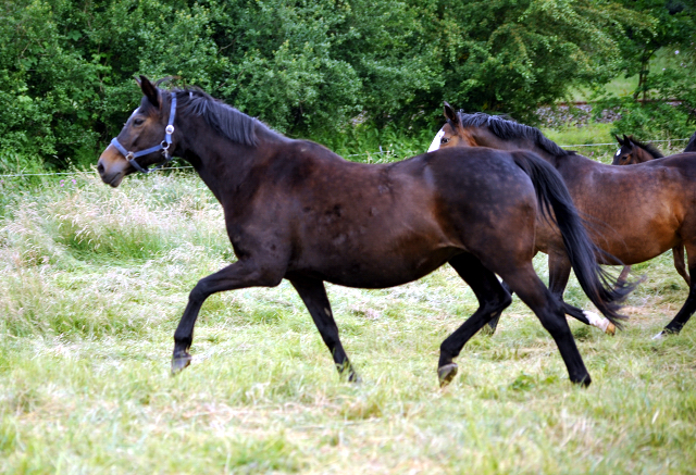 Elitestute Schwalbenspiel im Gestüt Hämelschenburg - Foto: Beate Langels -
Trakehner Gestüt Hämelschenburg