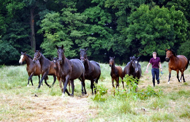 Die Stuten in den Emmerauen im Gestüt Hämelschenburg - Foto: Beate Langels -
Trakehner Gestüt Hämelschenburg