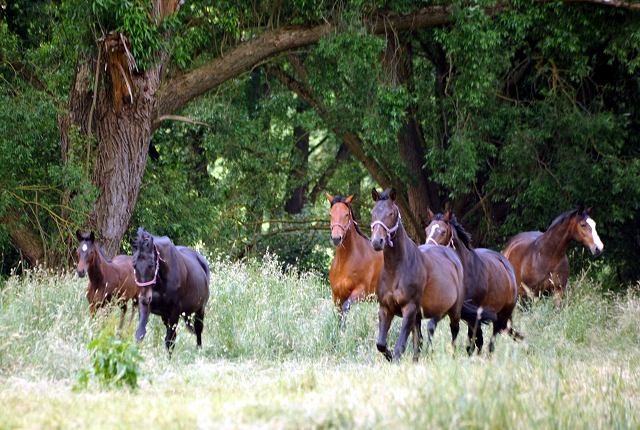 Die Stuten in den Emmerauen im Gestüt Hämelschenburg - Foto: Beate Langels -
Trakehner Gestüt Hämelschenburg
