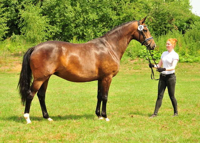 Staatsprmien- u. Prmienstute Tacyra v. Saint Cyr u.d. Pr.u.StPrSt. Tavolara v. Exclusiv  - Foto: Beate Langels -  
Trakehner Gestt Hmelschenburg