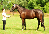 Juni - Impressionen - Trakehner Gestt Hmelschenburg 2018 - Foto: Beate Langels