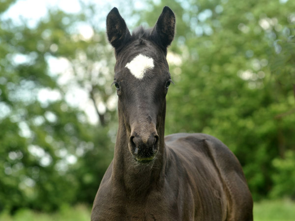 Stutfohlen von Symont u.d. Greta Garbo v. Alter Fritz, Foto: Beate Langels, Trakehner Gestt Hmelschenburg