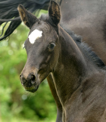 Stutfohlen von Symont u.d. Greta Garbo v. Alter Fritz, Foto: Beate Langels, Trakehner Gestt Hmelschenburg