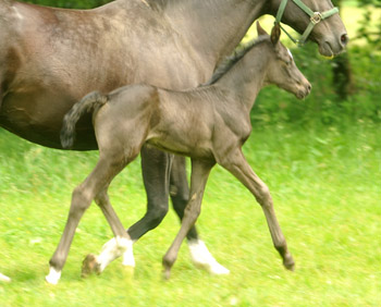 Stutfohlen von Symont u.d. Greta Garbo v. Alter Fritz, Foto: Beate Langels, Trakehner Gestt Hmelschenburg