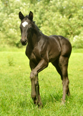 Stutfohlen von Symont u.d. Greta Garbo v. Alter Fritz, Foto: Beate Langels, Trakehner Gestt Hmelschenburg