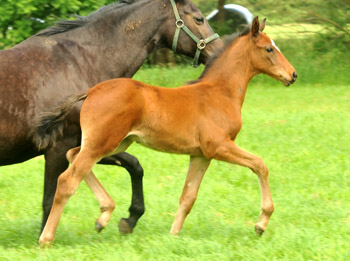 Trakehner Hengstfohlen von Summertime u.d. Elitestute Schwalbenspiel v. Exclusiv, Foto: Beate Langels, Trakehner Gestt Hmelschenburg