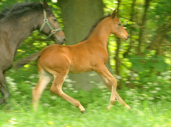 Trakehner Hengstfohlen von Summertime u.d. Elitestute Schwalbenspiel v. Exclusiv, Foto: Beate Langels, Trakehner Gestt Hmelschenburg