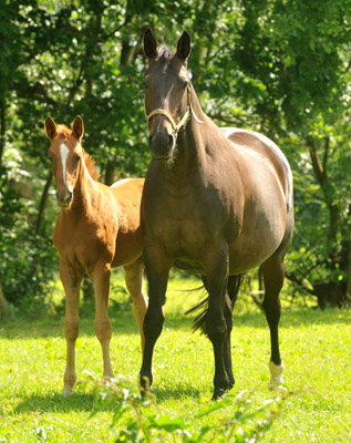  Oldenburger Stutfohlen von Symont u.d. Beloved v. Kostolany - Foto: Beate Langels - Trakehner Gestt Hmelschenburg