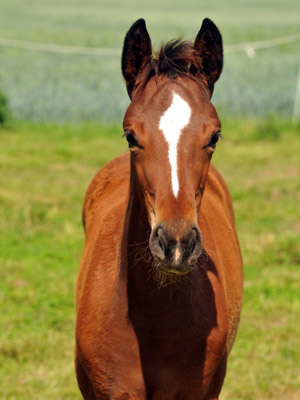 Trakehner Stutfohlen Karmina von Singolo u.d. Pr. u. StPrSt. Klassic v. Freudenfest u.d. Elitestute Kassuben v. Enrico Caruso  - Gestt Hmelschenburg - Beate Langels