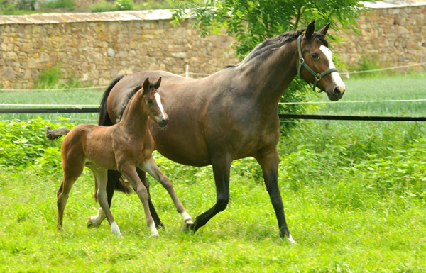 Trakehner Filly by Saint Cyr out of Premiummare Tavolara by Exclusiv - Gestt Hmelschenburg - Beate Langels