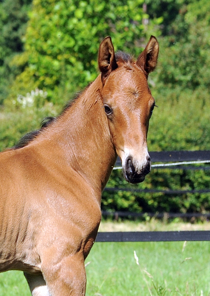 Trakehner Colt by Preuen Party out of Pr.a.St.Pr.St. Kavalou - Foto: Beate Langels - Trakehner Gestt Hmelschenburg