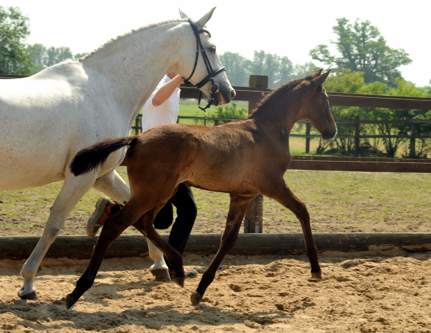 Trakehner Hengstfohlen von Millenium u.d. Pr.u.St.PrSt. Thalia v. Exclusiv - 30. Juni 2012 - Foto: Beate Langels - Trakehner Gestt Hmelschenburg