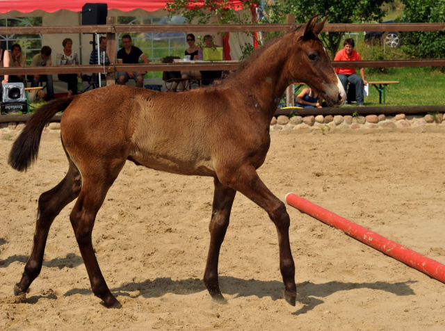 Trakehner Hengstfohlen von Millenium u.d. Pr.u.St.PrSt. Thalia v. Exclusiv - 30. Juni 2012 - Foto: Beate Langels - Trakehner Gestt Hmelschenburg