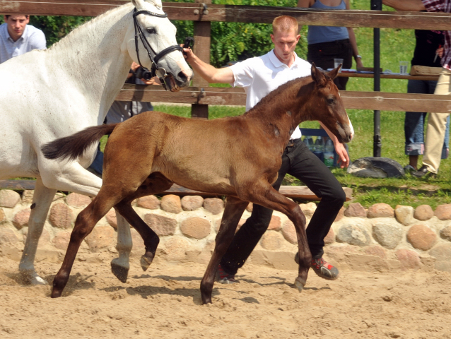 Trakehner Hengstfohlen von Millenium u.d. Pr.u.St.PrSt. Thalia v. Exclusiv - 30. Juni 2012 - Foto: Beate Langels - Trakehner Gestt Hmelschenburg