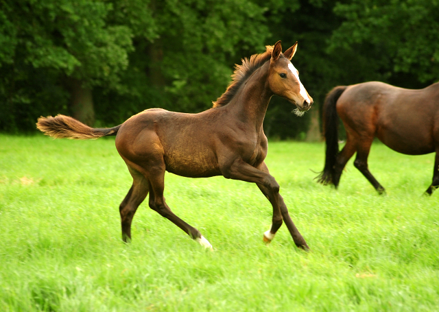 Hengstfohlen von High Motion u.d. Pr.u.StPrSt. Tavolara v. Exclusiv
 - Trakehner Gestt Hmelschenburg - Beate Langels