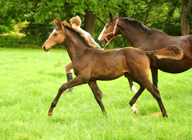 Hengstfohlen von High Motion u.d. Pr.u.StPrSt. Tavolara v. Exclusiv
 - Trakehner Gestt Hmelschenburg - Beate Langels