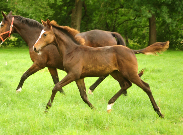 Hengstfohlen von High Motion u.d. Pr.u.StPrSt. Tavolara v. Exclusiv
 - Trakehner Gestt Hmelschenburg - Beate Langels