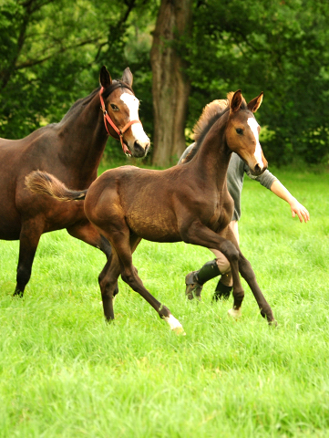 Hengstfohlen von High Motion u.d. Pr.u.StPrSt. Tavolara v. Exclusiv
 - Trakehner Gestt Hmelschenburg - Beate Langels