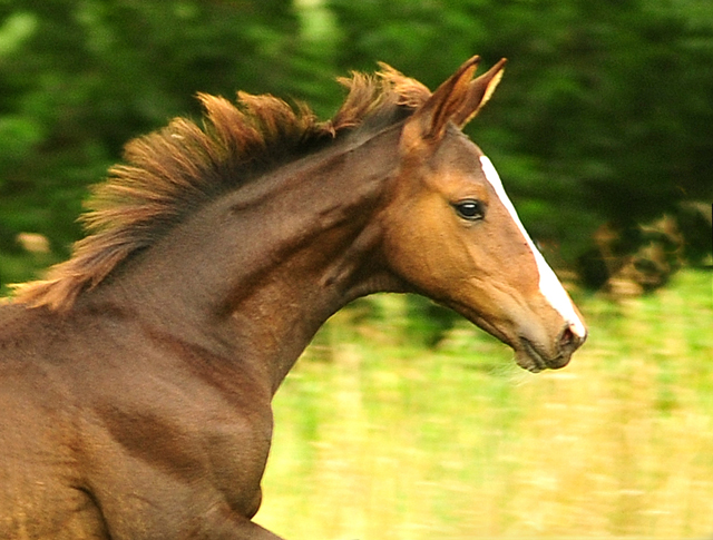 Hengstfohlen von High Motion u.d. Pr.u.StPrSt. Tavolara v. Exclusiv
 - Trakehner Gestt Hmelschenburg - Beate Langels