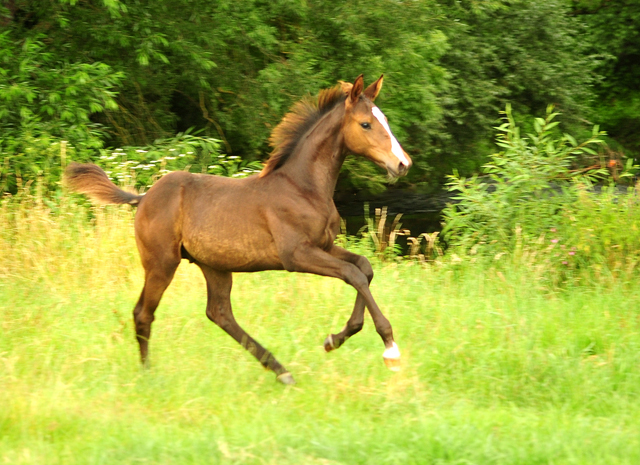 Hengstfohlen von High Motion u.d. Pr.u.StPrSt. Tavolara v. Exclusiv
 - Trakehner Gestt Hmelschenburg - Beate Langels