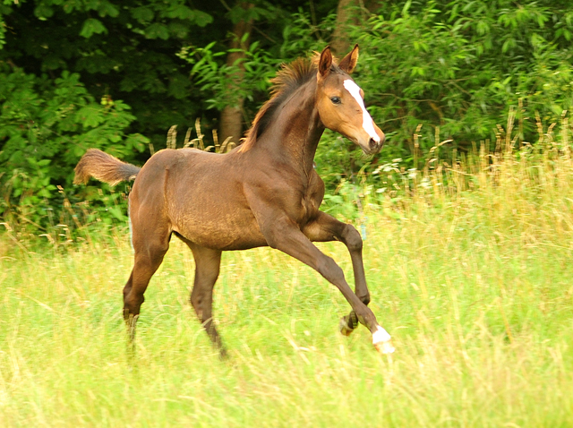 Hengstfohlen von High Motion u.d. Pr.u.StPrSt. Tavolara v. Exclusiv
 - Trakehner Gestt Hmelschenburg - Beate Langels