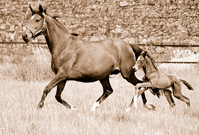 Prmienstute Karida v. Olive Twist - Foto: Beate Langels - Trakehner Gestt Hmelschenburg