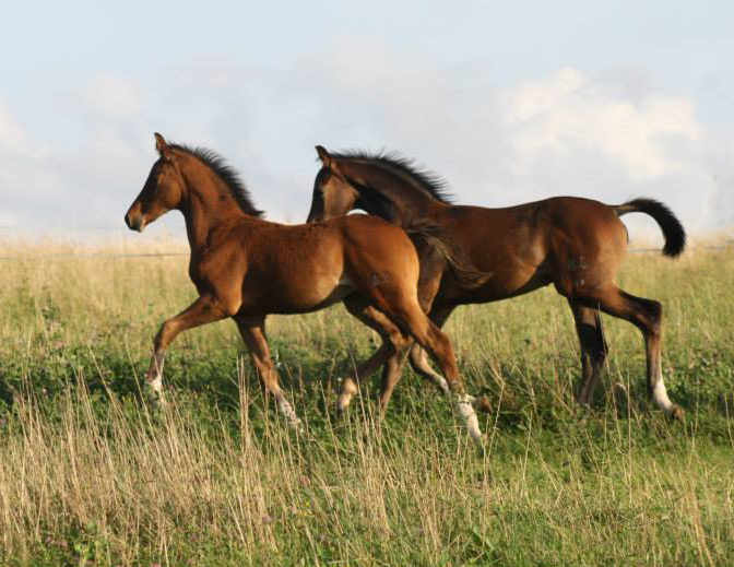 Trakehner Stutfohlen von Saint Cyr u.d. Kayleen v. Aristo - Charly Chaplin - Foto: Dagmar Hoffmann