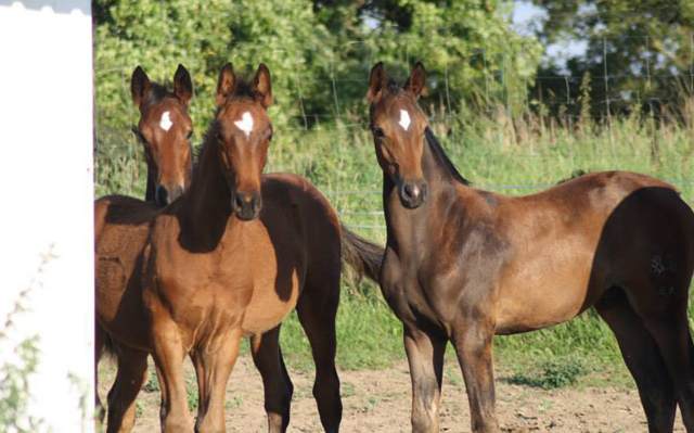 Trakehner Hengstfohlen von Saint Cyr u.d. Brianna v. Maizauber - Foto: Dagmar Hoffmann