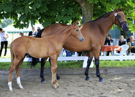 Hengstfohlen von High Motion u.d. Tanzmusik v. Herzruf, Foto: Sigrun Wiecha - 
Gestüt Hämelschenburg