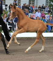 Hengstfohlen von High Motion u.d. Tanzmusik v. Herzruf, Foto: Sigrun Wiecha
 - Gestüt Hämelschenburg